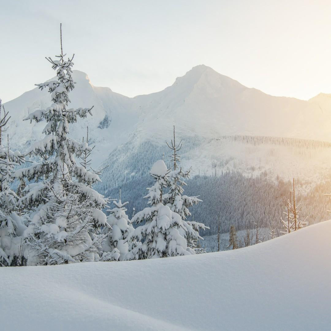 Winter Wonderland